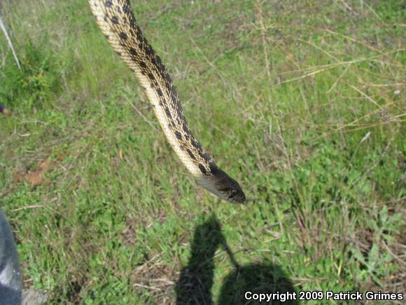 San Diego Gopher Snake (Pituophis catenifer annectens)