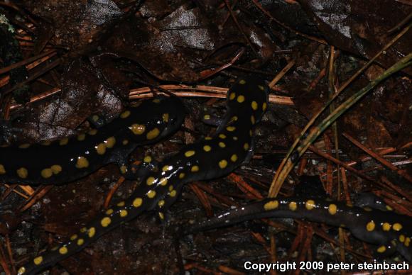 Spotted Salamander (Ambystoma maculatum)