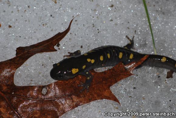 Spotted Salamander (Ambystoma maculatum)