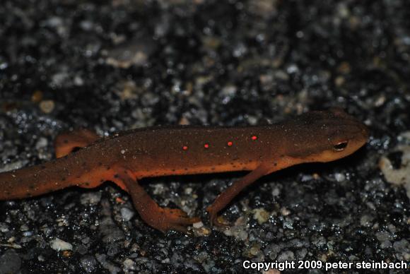 Red-Spotted Newt (Notophthalmus viridescens viridescens)