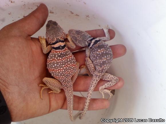 Great Basin Collared Lizard (Crotaphytus bicinctores)