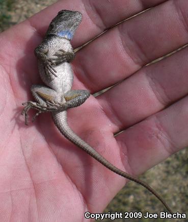 Great Basin Fence Lizard (Sceloporus occidentalis longipes)