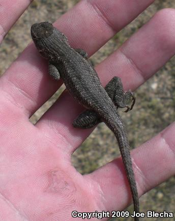 Great Basin Fence Lizard (Sceloporus occidentalis longipes)