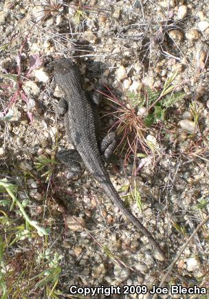 Great Basin Fence Lizard (Sceloporus occidentalis longipes)