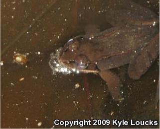 Wood Frog (Lithobates sylvaticus)