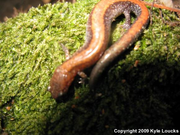 Eastern Red-backed Salamander (Plethodon cinereus)