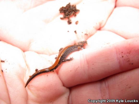 Eastern Red-backed Salamander (Plethodon cinereus)