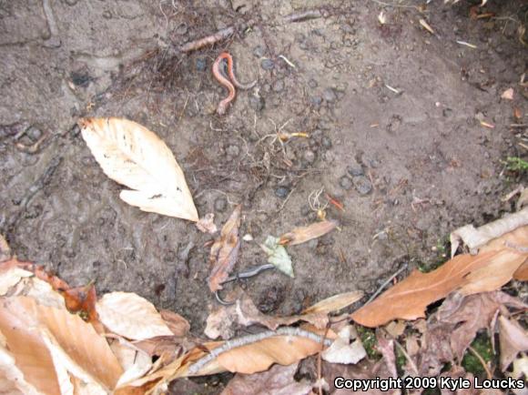 Eastern Red-backed Salamander (Plethodon cinereus)