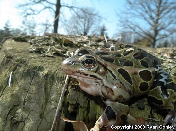 Northern Leopard Frog (Lithobates pipiens)