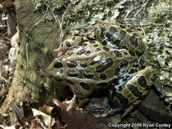 Northern Leopard Frog (Lithobates pipiens)