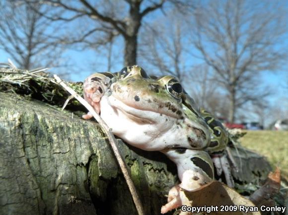 Northern Leopard Frog (Lithobates pipiens)