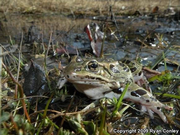 Northern Leopard Frog (Lithobates pipiens)