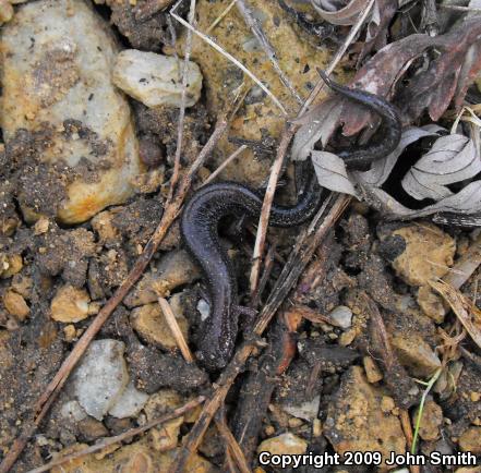 Eastern Red-backed Salamander (Plethodon cinereus)