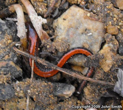 Eastern Red-backed Salamander (Plethodon cinereus)