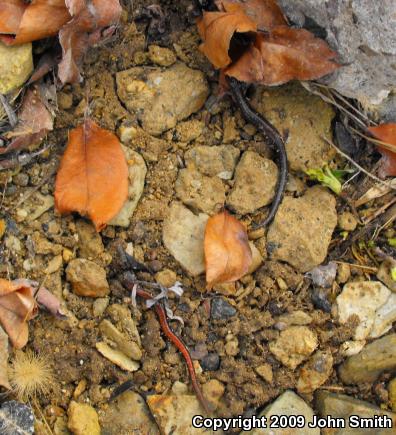 Eastern Red-backed Salamander (Plethodon cinereus)