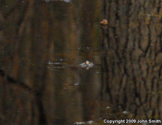 Wood Frog (Lithobates sylvaticus)