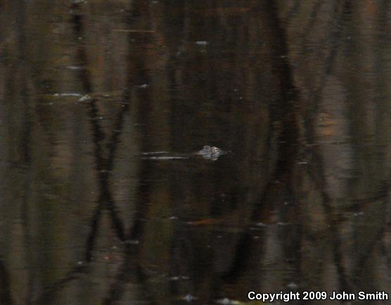 Wood Frog (Lithobates sylvaticus)