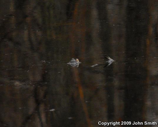 Wood Frog (Lithobates sylvaticus)