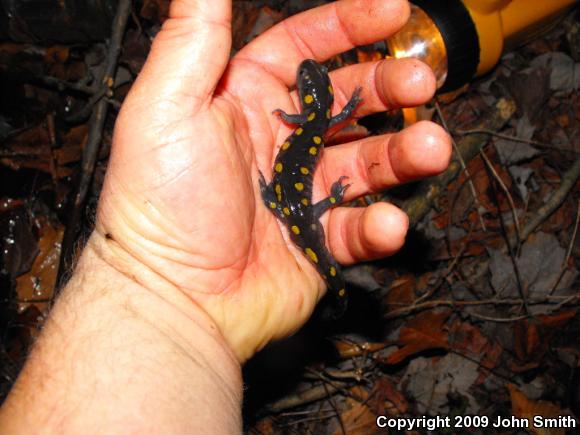 Spotted Salamander (Ambystoma maculatum)