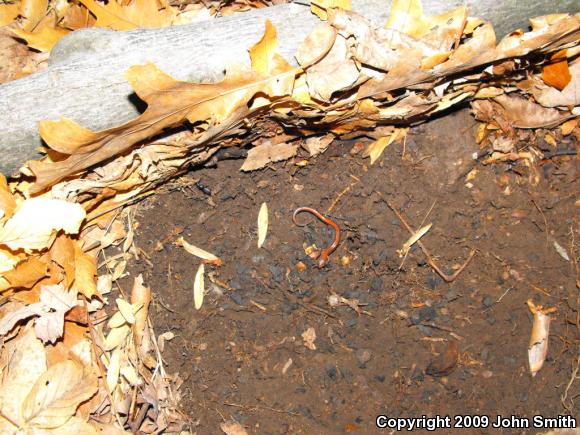 Eastern Red-backed Salamander (Plethodon cinereus)