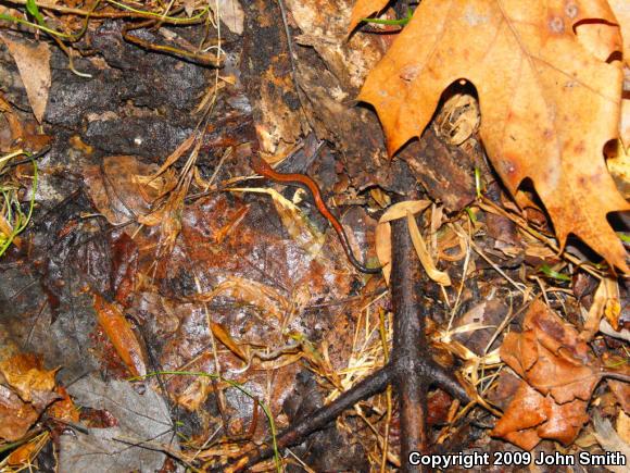 Eastern Red-backed Salamander (Plethodon cinereus)