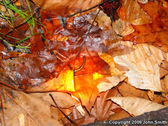 Eastern Red-backed Salamander (Plethodon cinereus)