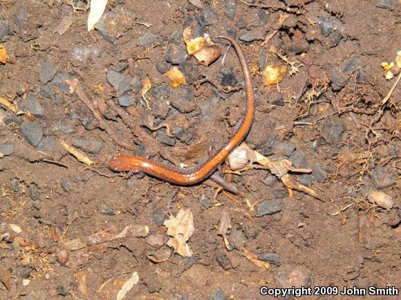 Eastern Red-backed Salamander (Plethodon cinereus)