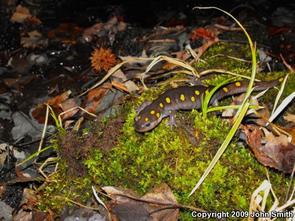 Spotted Salamander (Ambystoma maculatum)