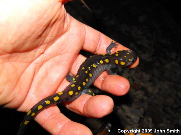 Spotted Salamander (Ambystoma maculatum)