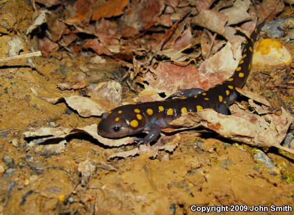 Spotted Salamander (Ambystoma maculatum)