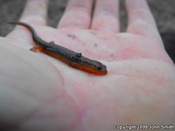 Northern Two-lined Salamander (Eurycea bislineata)