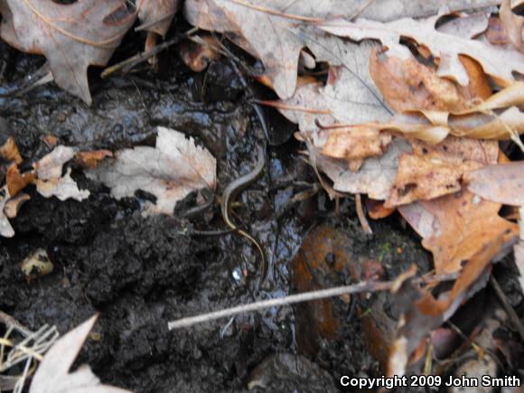 Northern Two-lined Salamander (Eurycea bislineata)