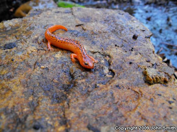 Northern Red Salamander (Pseudotriton ruber ruber)