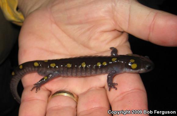 Spotted Salamander (Ambystoma maculatum)