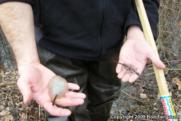 Wood Frog (Lithobates sylvaticus)