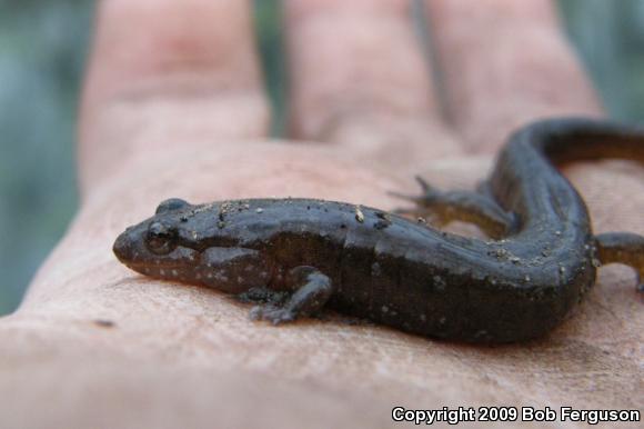 Northern Dusky Salamander (Desmognathus fuscus)