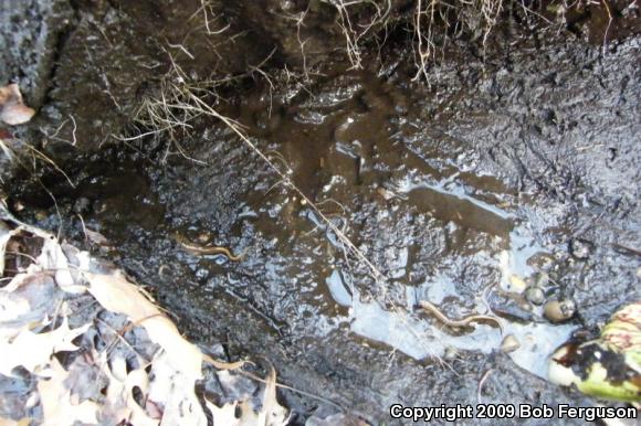 Northern Dusky Salamander (Desmognathus fuscus)