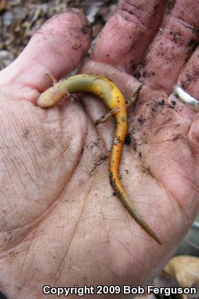 Northern Two-lined Salamander (Eurycea bislineata)