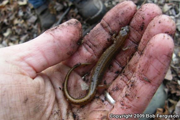 Northern Two-lined Salamander (Eurycea bislineata)