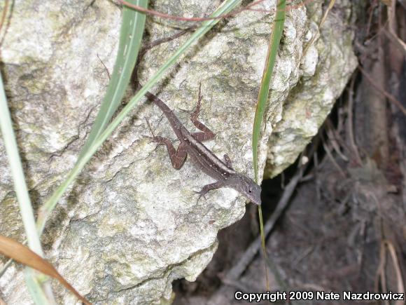 Brown Anole (Anolis sagrei)