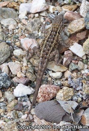 Western Side-blotched Lizard (Uta stansburiana elegans)