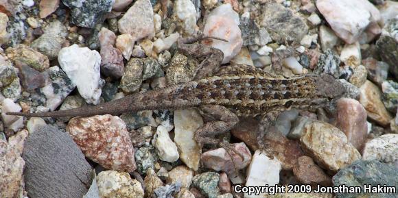 Western Side-blotched Lizard (Uta stansburiana elegans)