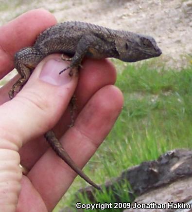 Great Basin Fence Lizard (Sceloporus occidentalis longipes)