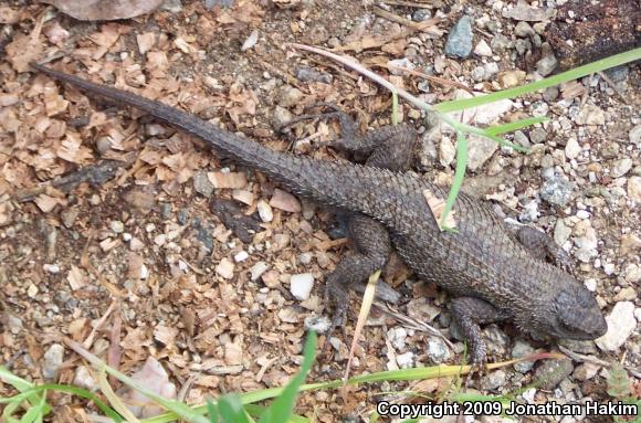 Great Basin Fence Lizard (Sceloporus occidentalis longipes)