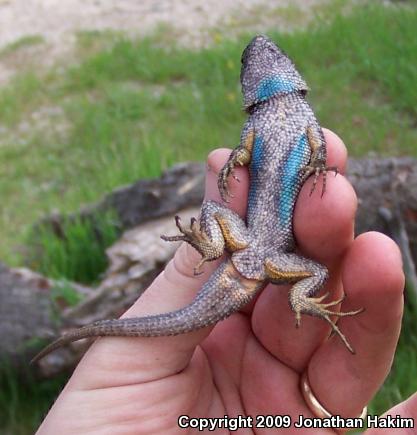 Great Basin Fence Lizard (Sceloporus occidentalis longipes)