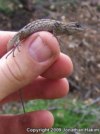 Great Basin Fence Lizard (Sceloporus occidentalis longipes)