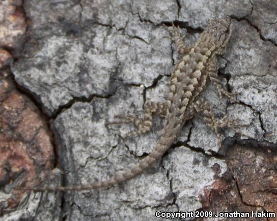 Great Basin Fence Lizard (Sceloporus occidentalis longipes)