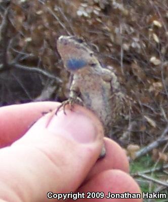 Great Basin Fence Lizard (Sceloporus occidentalis longipes)