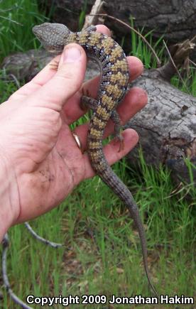 San Diego Alligator Lizard (Elgaria multicarinata webbii)