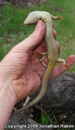 San Diego Alligator Lizard (Elgaria multicarinata webbii)